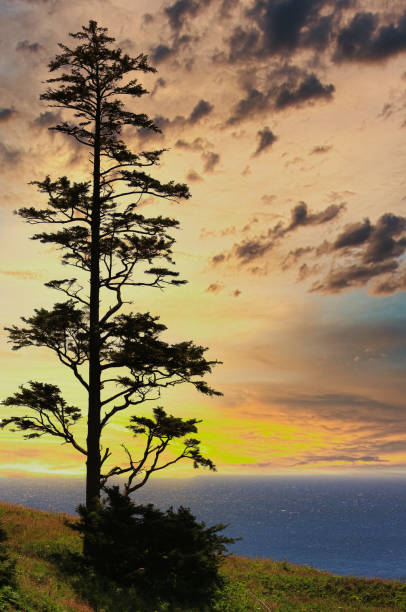 istock Dramatic sunrise and lonely tree on the ocean shore. 2137397490