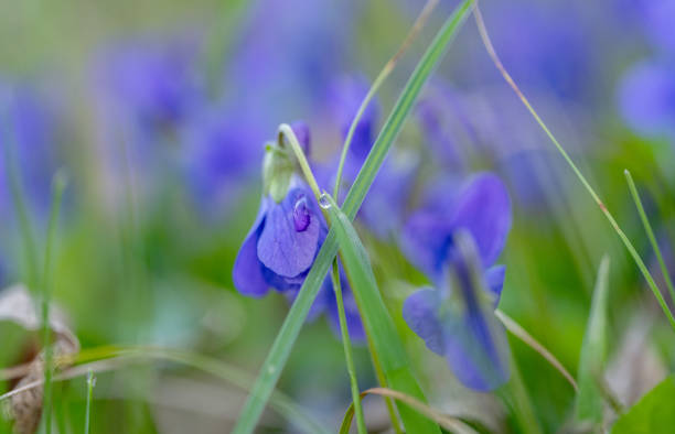 beautiful violet flowers closeup in the meadow