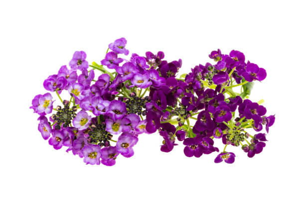 istock lobularia flowers isolated 2137400126