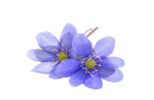 liverwort flowers isolated on white background