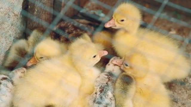 Close up video at farm of cute small chicks and small ducks.
