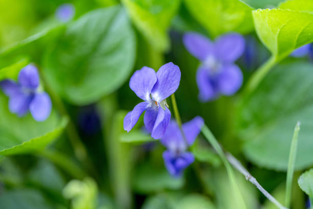 beautiful violet flowers closeup in the meadow