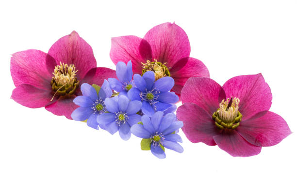 istock liverwort flowers isolated 2137405873