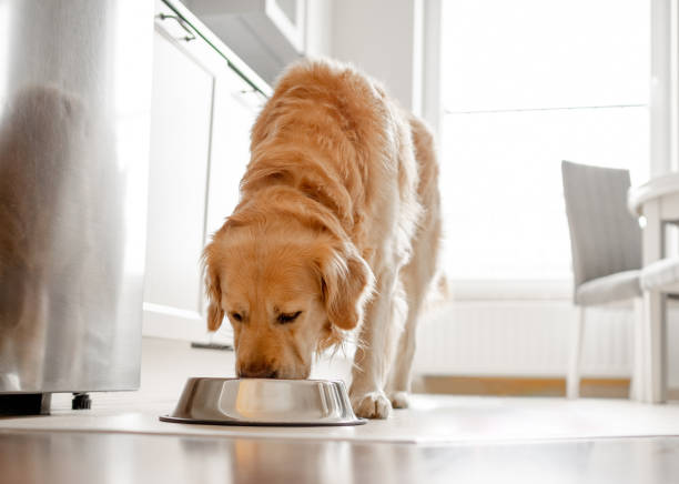 istock Golden Retriever Dog Eats From Bowl In Kitchen 2137411198