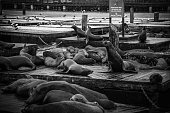 The Sea Lions of Pier 39 in Monochrome - Fisherman's Wharf, San Francisco, California