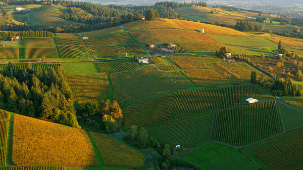 Beautiful A-frame mansion in the countryside, with vineyard behind it, ideal for weekend retreat and relaxation.