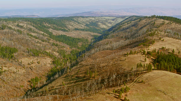 Aerial view of landscape with scattered forest trees on sunny day in Oregon, USA.