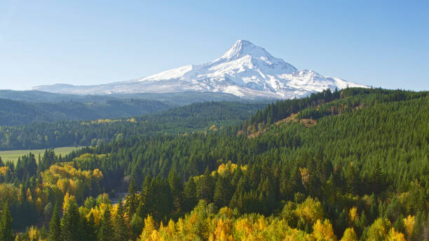 istock Scenics view of forest with Mt. Hood 2137428461