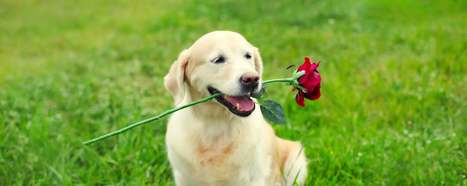 Portrait of Golden Retriever dog holding flower rose in mouth in summer park