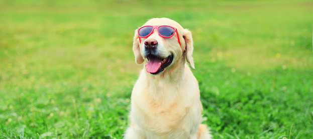 Portrait of Golden Retriever dog in red sunglasses sitting on green grass in summer park