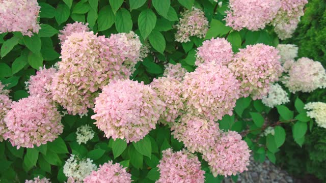 Hortensia Blossom. White hydrangea clusters on green natural background. Beautiful blooming Hortensia flowers growing in garden. Landscaping. Plants at residential house. Shrubbery in the backyard.