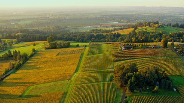 istock Scenic view of agricultural fields 2137432818