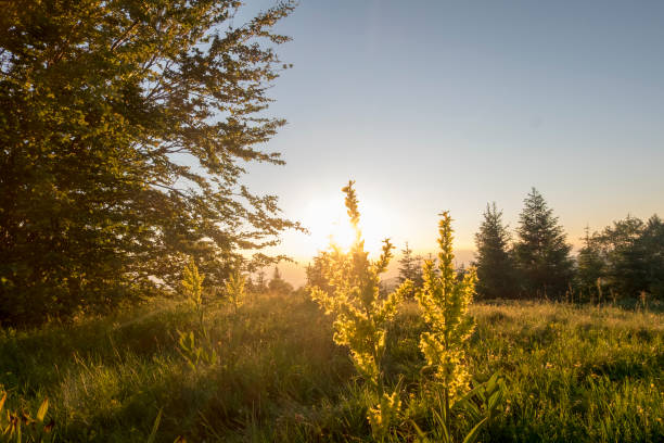 istock hot summer on the mountain 2137435456