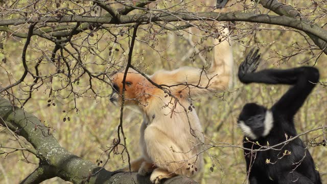 Close up of gibbon monkeys