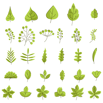 Set of leaves of various trees and plants, Vector graphics, forest tree leaves