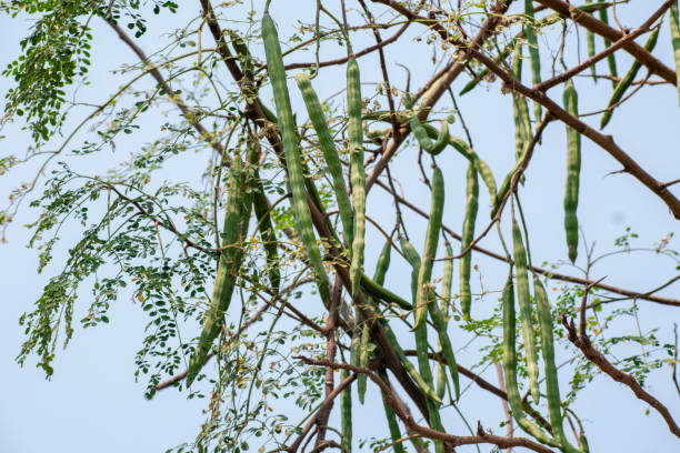 istock Moringa oleifera tree in bloom with drumstick fruits medicinal plant 2137462565