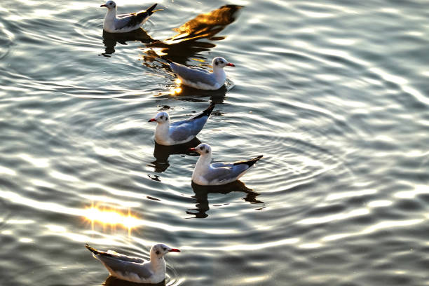 Animals/Wildlife Nature Parks/Outdoor