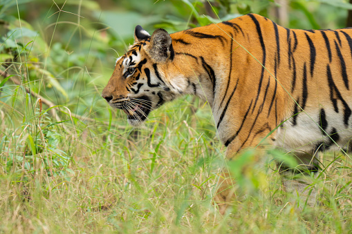 Tigress on prowl at Tadoba Andhari Tiger reserve