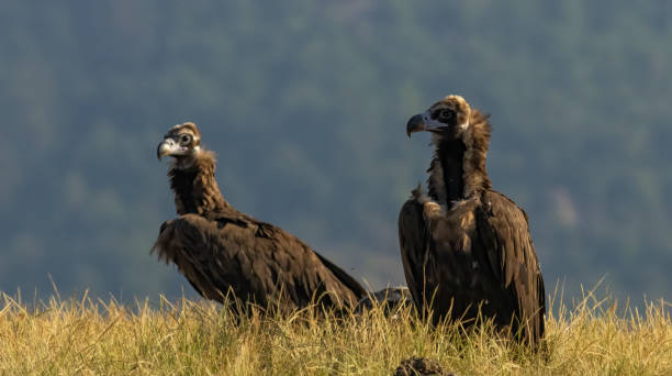 istock Cinereous vulture sitting on feeding station 2137513094
