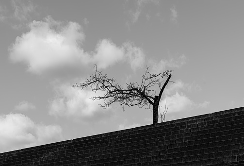 Germany, Berlin, March 17, 2024 - Bare tree on top of steps against cloudy sky, Berlin Prenzlauer Berg