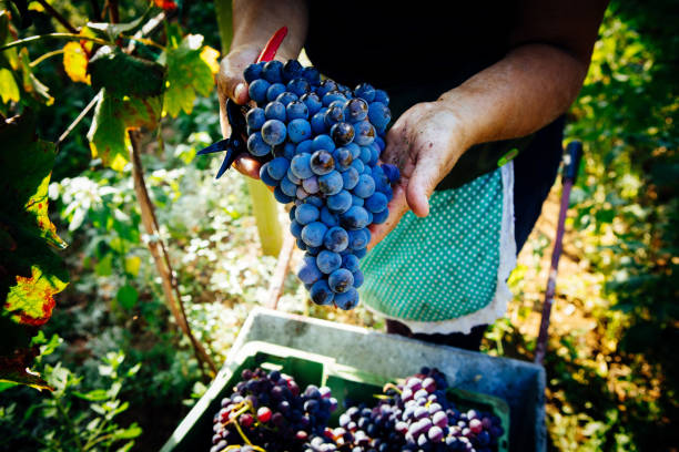 Harvest of Grapes with Hands – Italian Vineyard on Mount Etna, Sicily Harvest of Grapes with Hands – Italian Vineyard on Mount Etna, Sicily – "Nerello Cappuccio" Wine def picture photos stock pictures, royalty-free photos & images