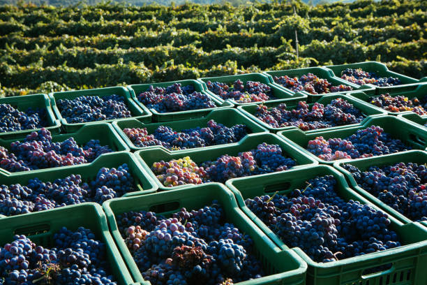 Vineyard on Mount Etna, Sicily Vineyard on Mount Etna, Sicily – "Nerello Cappuccio" Wine def picture photos stock pictures, royalty-free photos & images