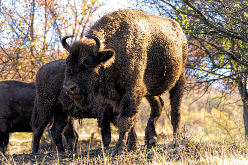 European bison, Białowieża National Park.