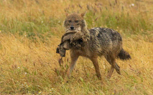istock Golden Jackal in a natural habitat 2137530822