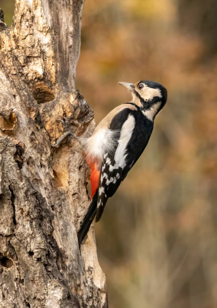 istock Great Spotted Woodpecker on branch 2137532393