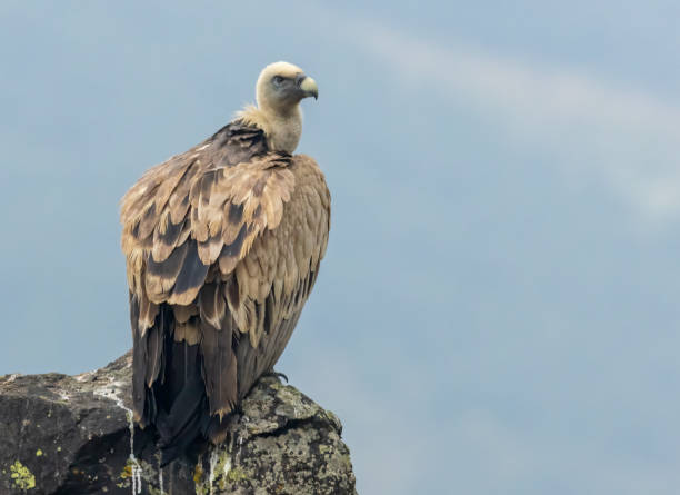 istock Griffon Vulture (Gyps fulvus) on feeding station 2137535570