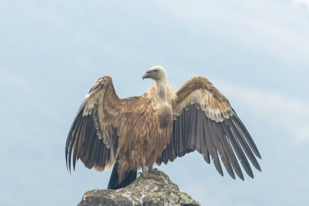 istock Griffon Vulture (Gyps fulvus) on feeding station 2137536098