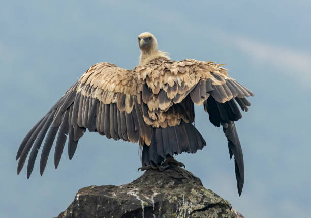 istock Griffon Vulture (Gyps fulvus) on feeding station 2137537677