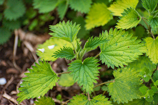 Young wild nettle in the forest