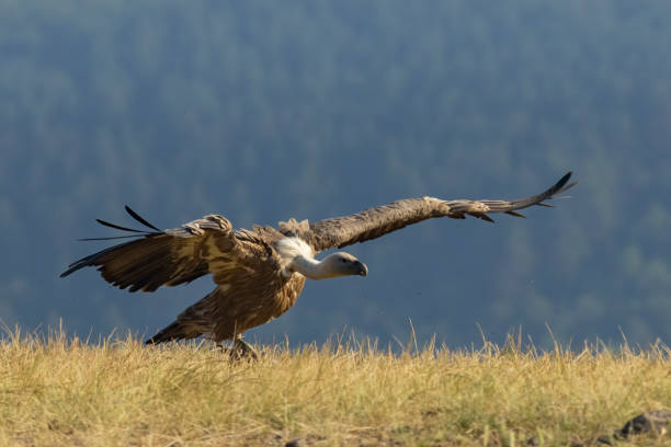 istock Griffon Vulture (Gyps fulvus) on feeding station 2137538200