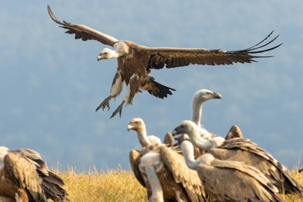 istock Griffon Vulture (Gyps fulvus) on feeding station 2137538713