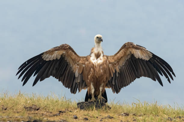 istock Griffon Vulture (Gyps fulvus) on feeding station 2137539759
