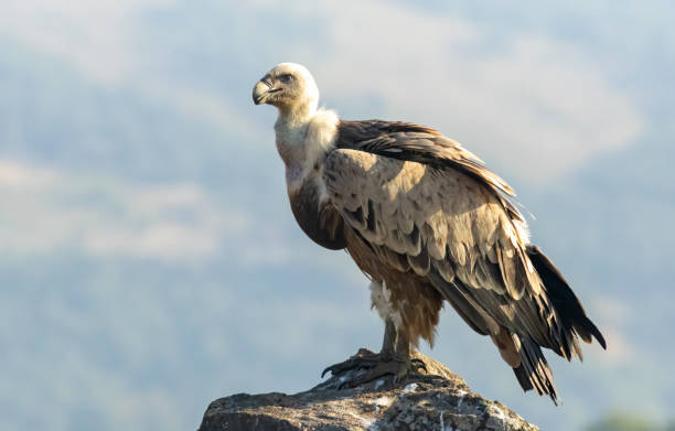 istock Griffon Vulture (Gyps fulvus) on feeding station 2137541950