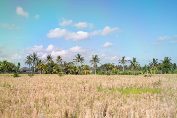 Photo taken in a rice field/terrace in Bali, Indonesia in a sunny day.