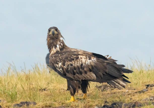 istock White-tailed Sea eagle sitting on feeding station 2137547792