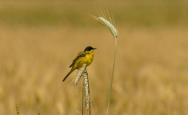 istock Yellow Wagtail (Motacilla flava) sitting on wheat plant 2137548304