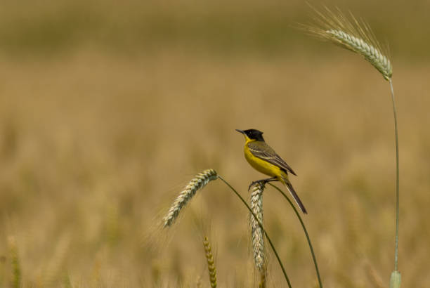 istock Yellow Wagtail (Motacilla flava) sitting on wheat plant 2137548811