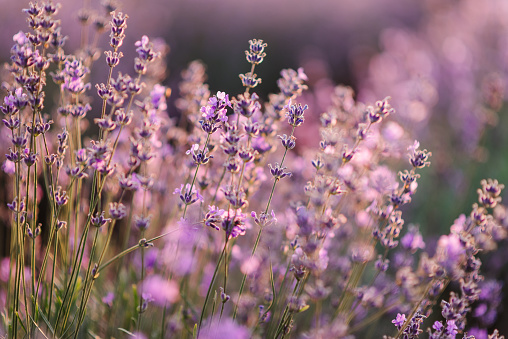 Lavender landscape, floral background for banner. Lavender field in Provence in soft sunlight. Photo with blooming lavender. Lavender flowers with bokeh on sunset closeup. Composition of nature.
