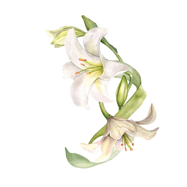 White lily and buds watercolor composition isolated on white. White flower botanical Illustration hand drawn. Lily bouquet and leaves. Design for wedding invitation in church, christen, Easter card.