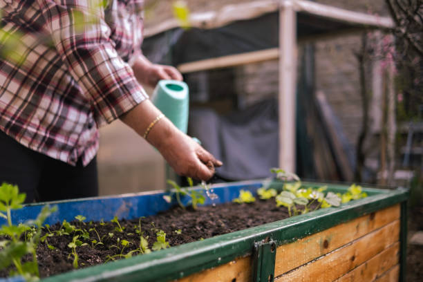 istock At the end add water to your freshly planted herbs 2137587953