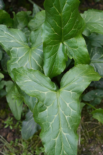 Natural vertical closeup on the green foliage of the Italian arum or lords-and-ladies plant, Arum italicum