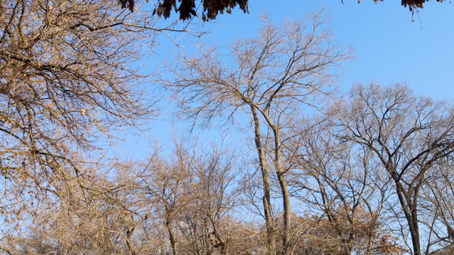 Bare trees against clear blue sky captured from below