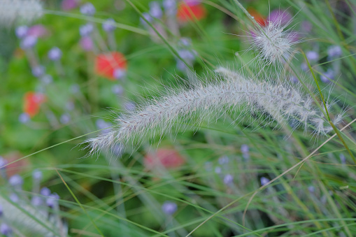 multi-colored natural background. Pennisetum setaceum (crimson fountain grass), against the background of a blurred multi-colored meadow with flowers. blurred multi-colored background