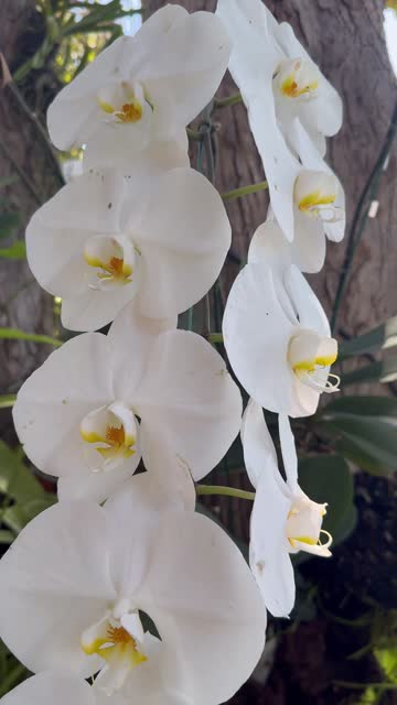 Dendrobium orchid flower in the botanical garden
