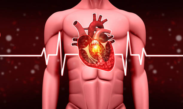 istock Human Heart Diagram, Ecg graph, heart attack concept 2137625189