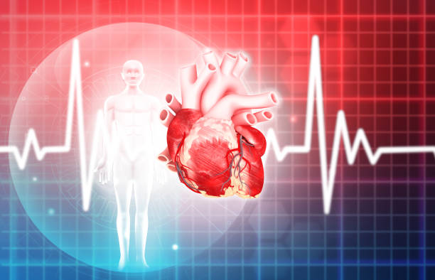 istock Human Heart Diagram, Ecg graph, heart attack concept 2137626053